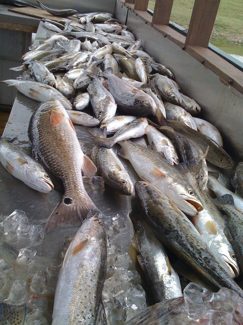 A large amount of fish is on the table.