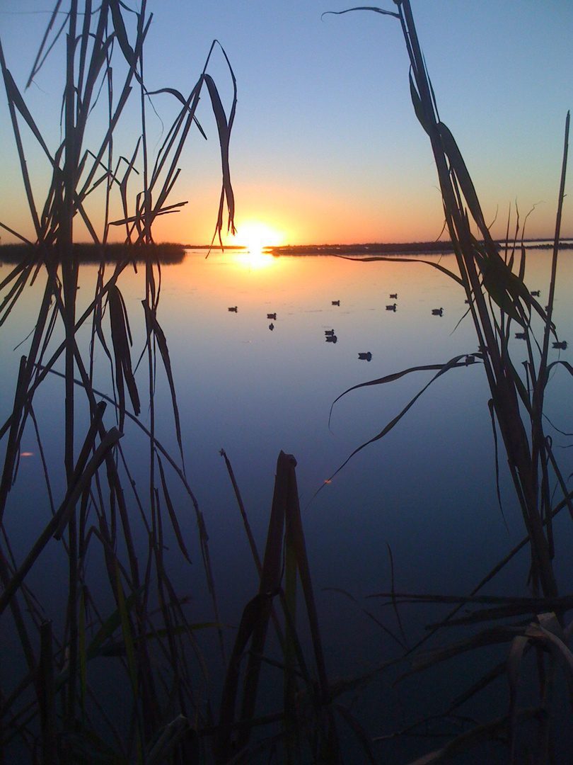 A sunset over the water with tall grass in front of it.